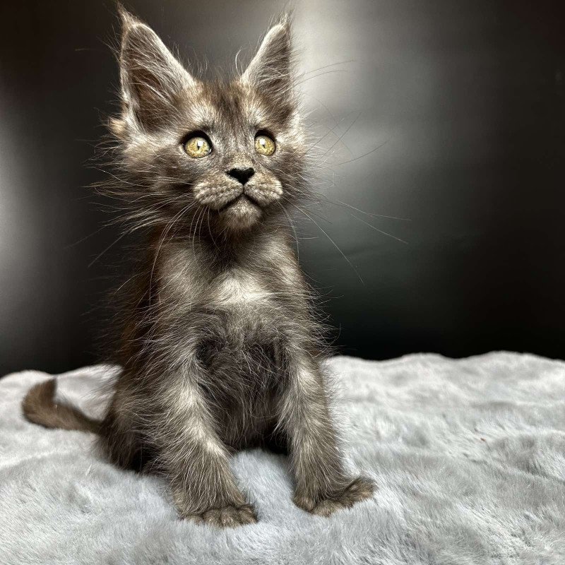 Maine Coon NOV Benjamin