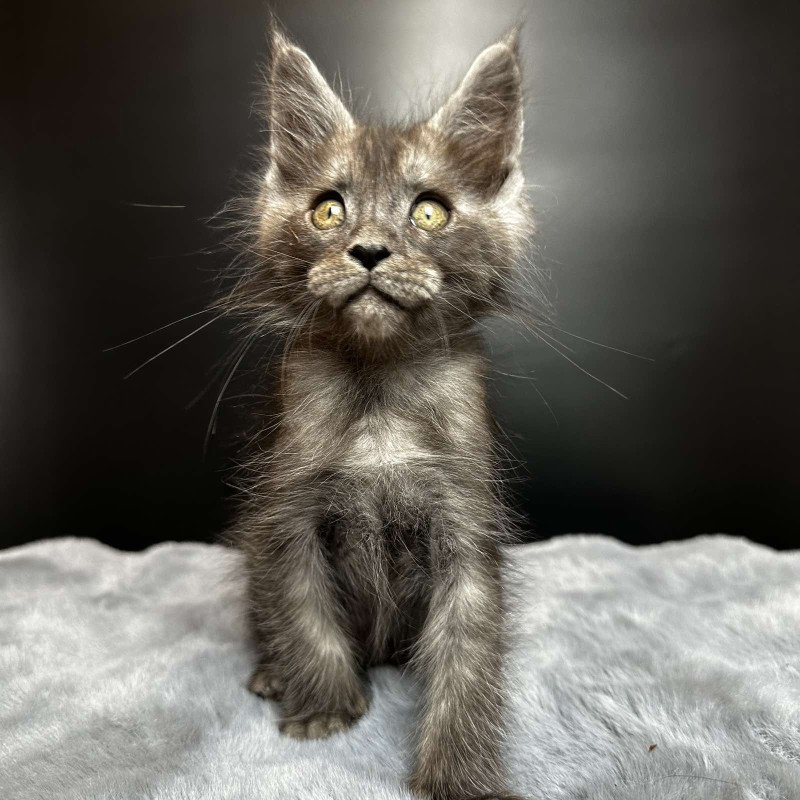 Maine Coon NOV Benjamin