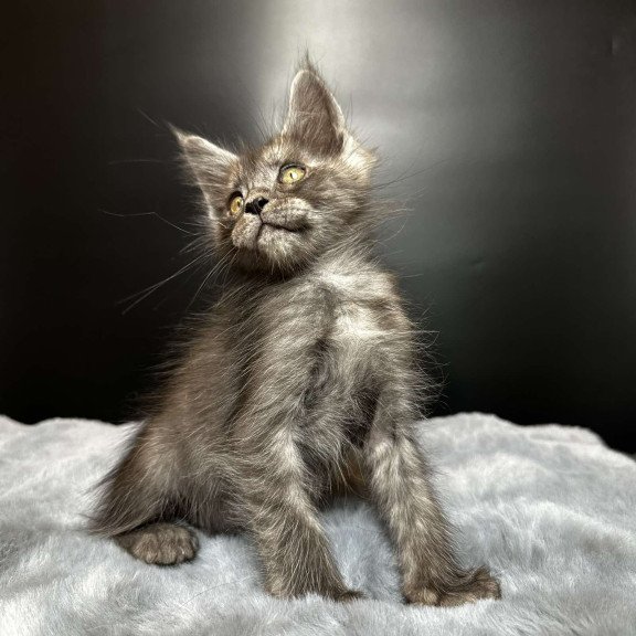 Maine Coon NOV Benjamin