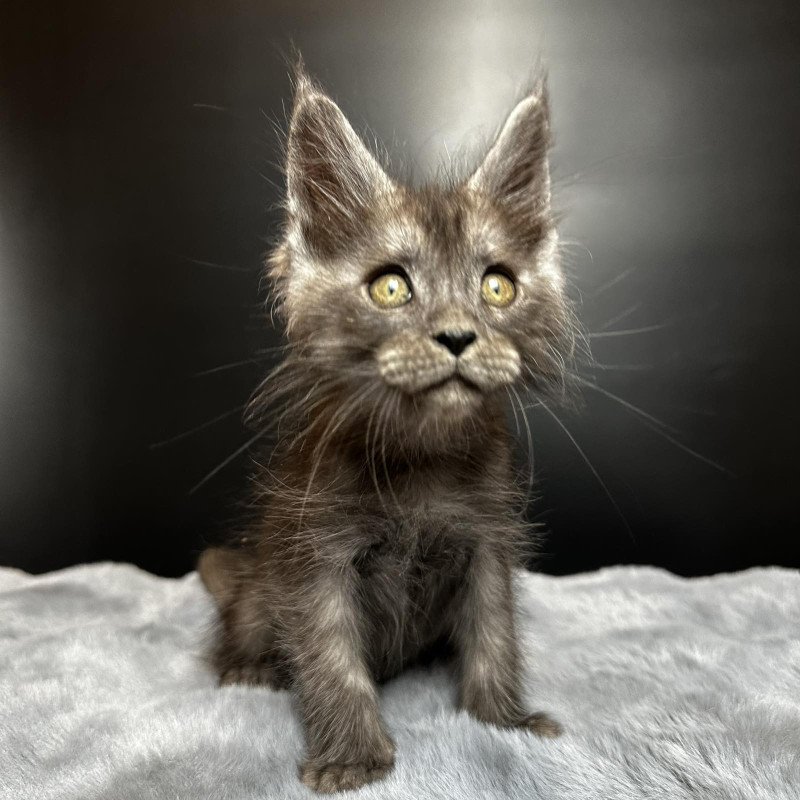 Maine Coon NOV Benjamin