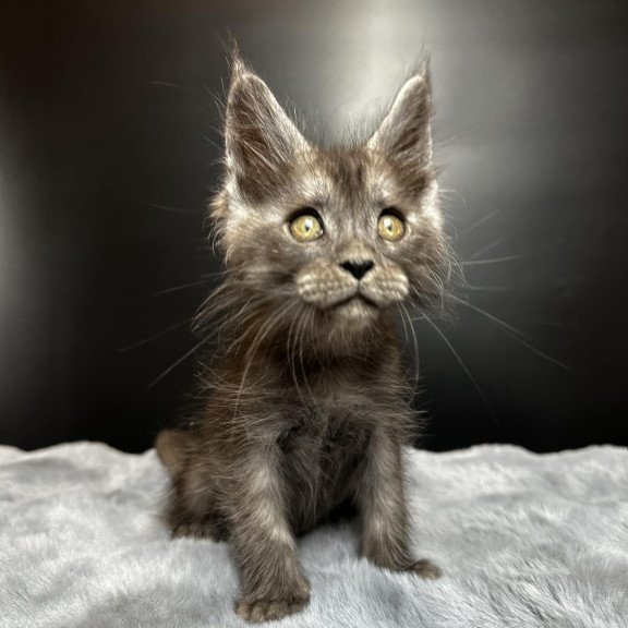 Maine Coon NOV Benjamin