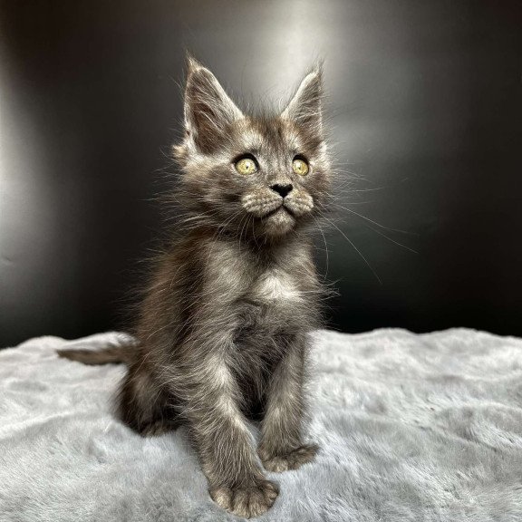 Maine Coon NOV Benjamin
