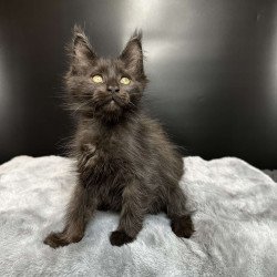 Maine Coon NOV Barcelona