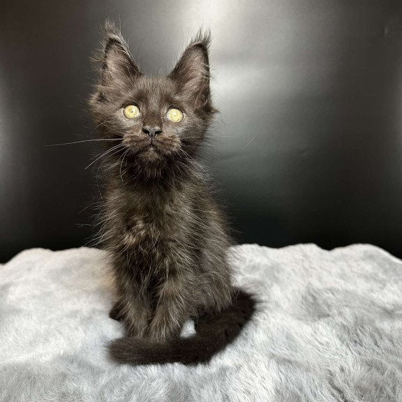 Maine Coon NOV Barcelona