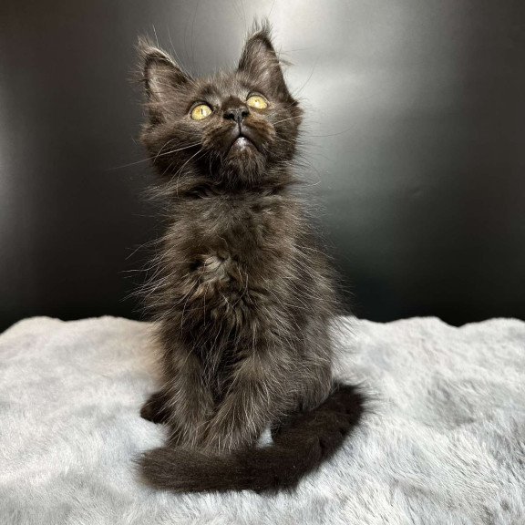 Maine Coon NOV Barcelona