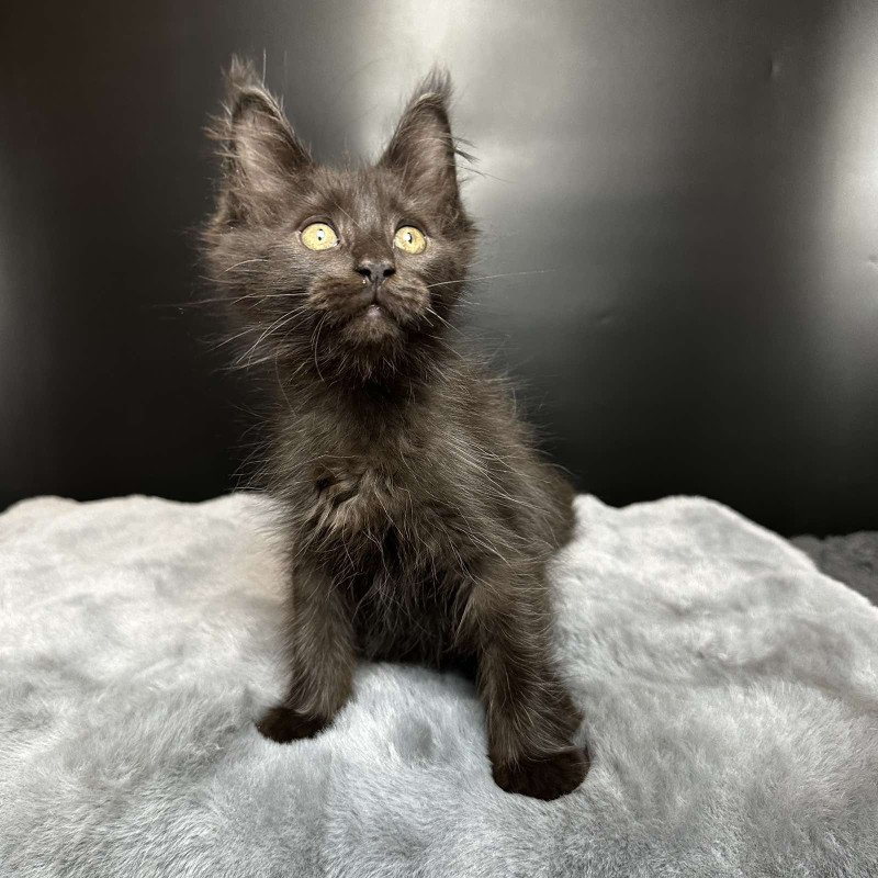Maine Coon NOV Barcelona