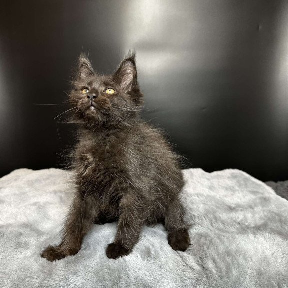Maine Coon NOV Barcelona