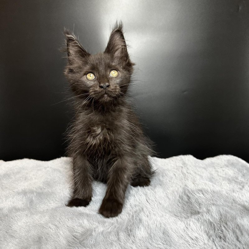 Maine Coon NOV Barcelona