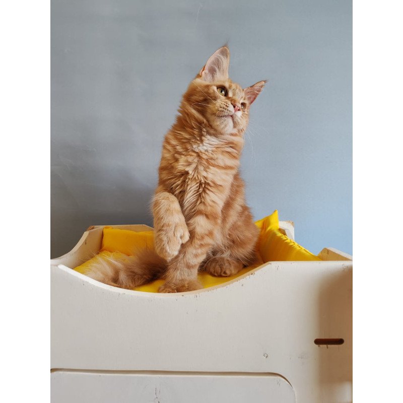 Maine Coon NOV Kot Begimot Polydactyl