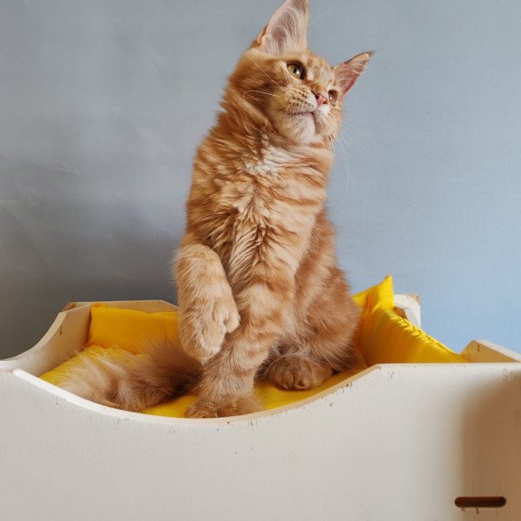 Maine Coon NOV Kot Begimot Polydactyl