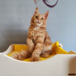 Maine Coon NOV Kot Begimot...