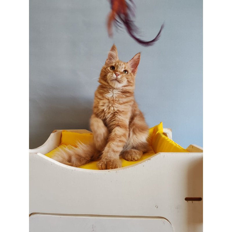 Maine Coon NOV Kot Begimot Polydactyl