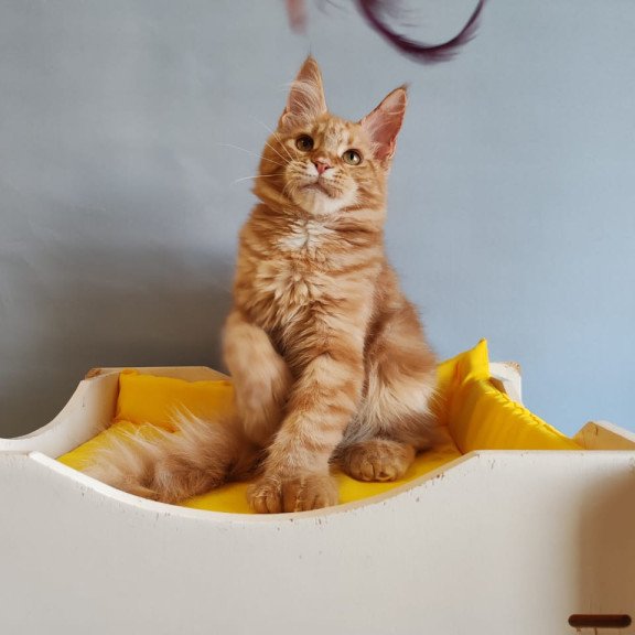 Maine Coon NOV Kot Begimot Polydactyl