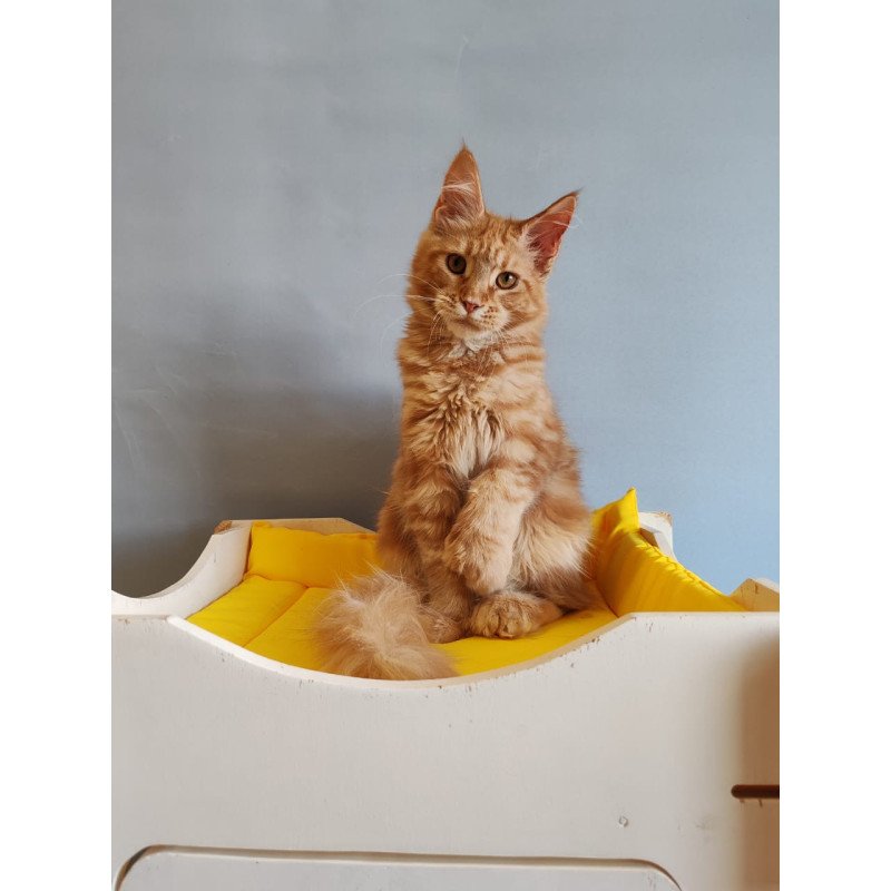 Maine Coon NOV Kot Begimot Polydactyl