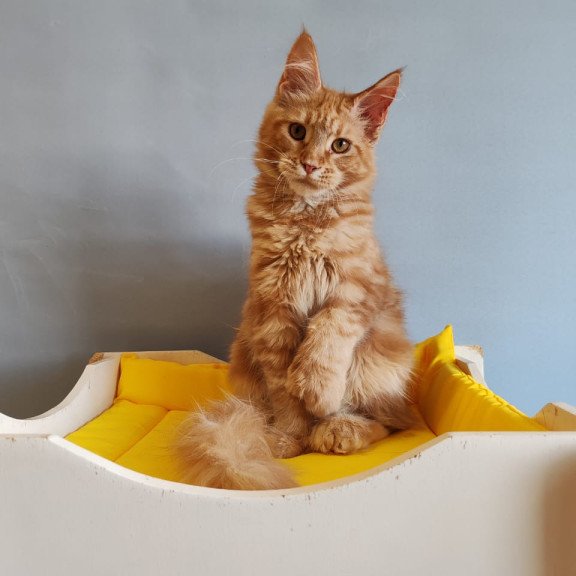 Maine Coon NOV Kot Begimot Polydactyl