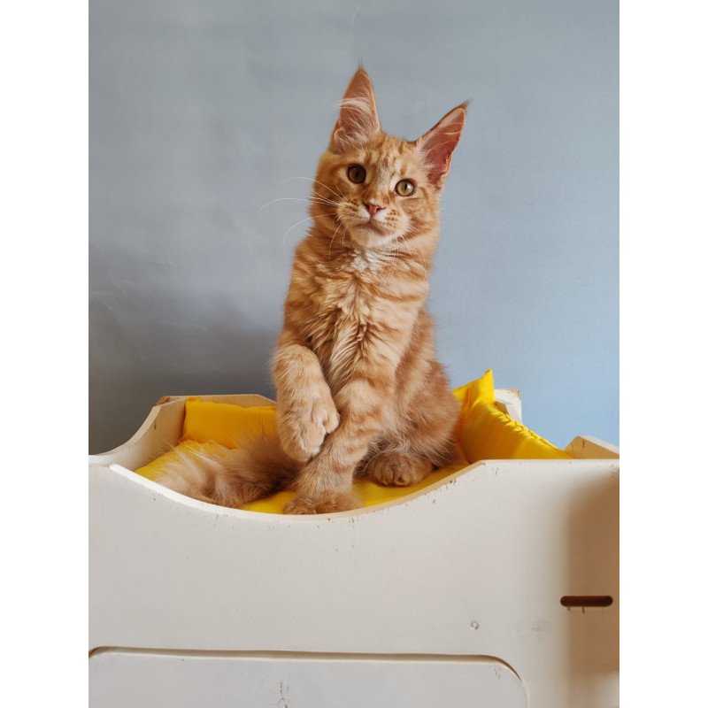 Maine Coon NOV Kot Begimot Polydactyl