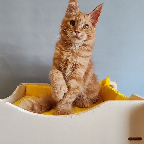 Maine Coon NOV Kot Begimot Polydactyl