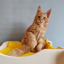 Maine Coon NOV Kot Begimot...