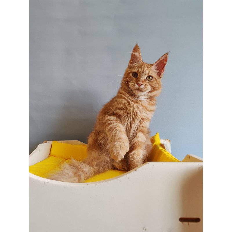 Maine Coon NOV Kot Begimot Polydactyl