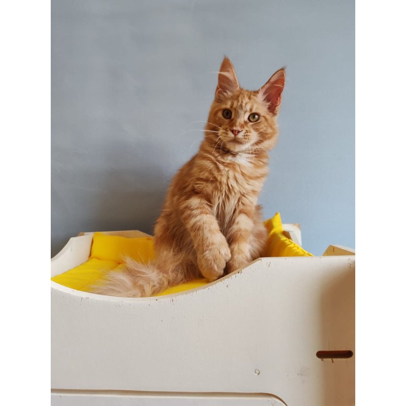 Maine Coon NOV Kot Begimot Polydactyl