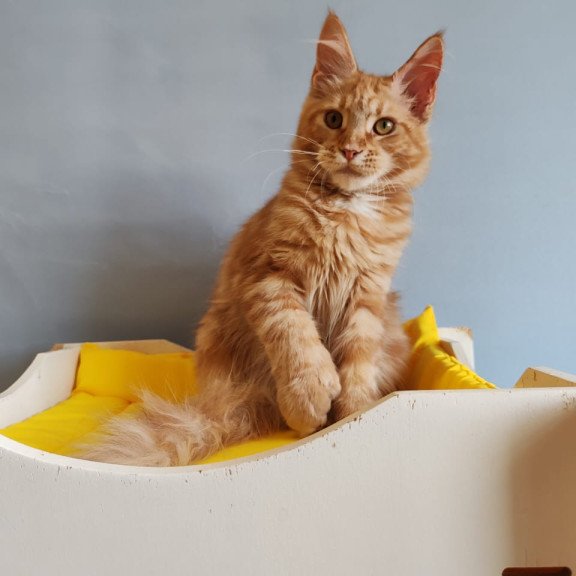 Maine Coon NOV Kot Begimot Polydactyl
