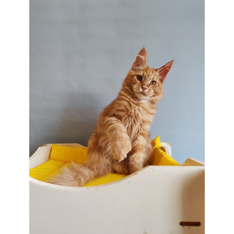 Maine Coon NOV Kot Begimot Polydactyl