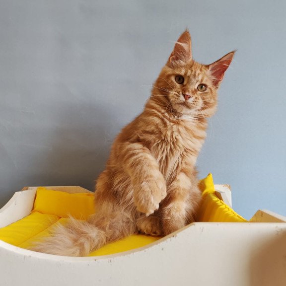 Maine Coon NOV Kot Begimot Polydactyl