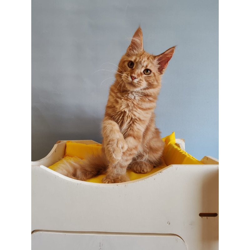 Maine Coon NOV Kot Begimot Polydactyl