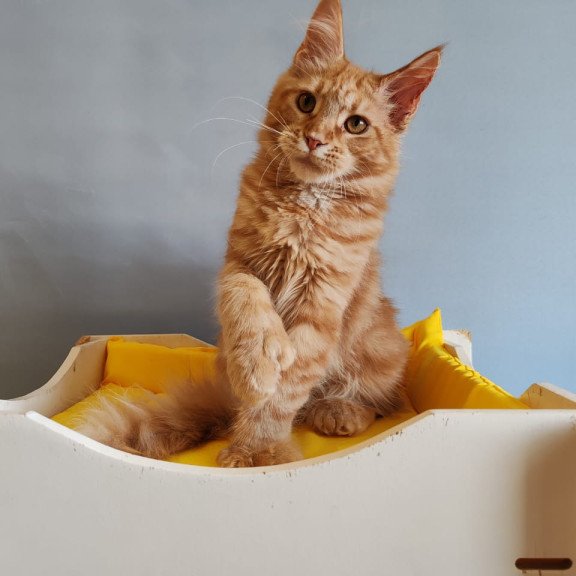 Maine Coon NOV Kot Begimot Polydactyl