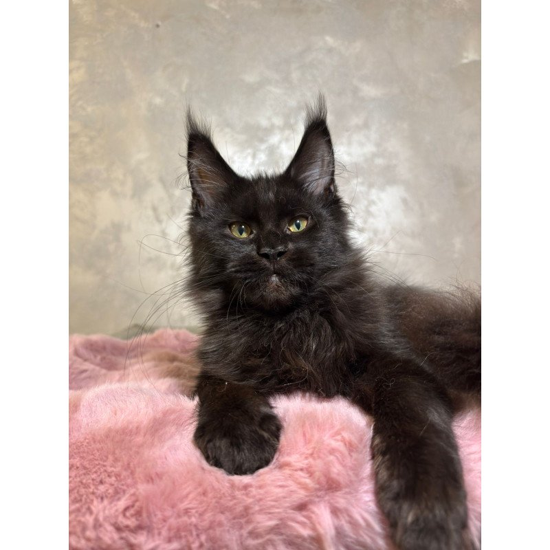 Maine Coon NOV Barsa