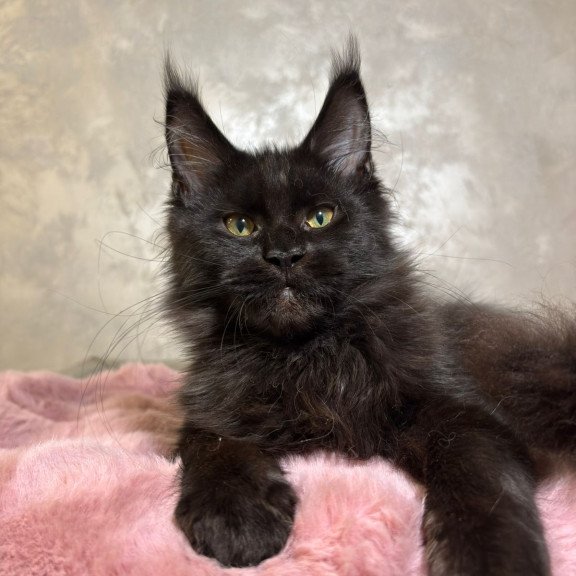 Maine Coon NOV Barsa