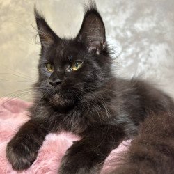 Maine Coon NOV Barsa