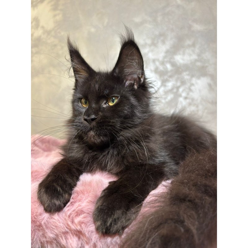 Maine Coon NOV Barsa