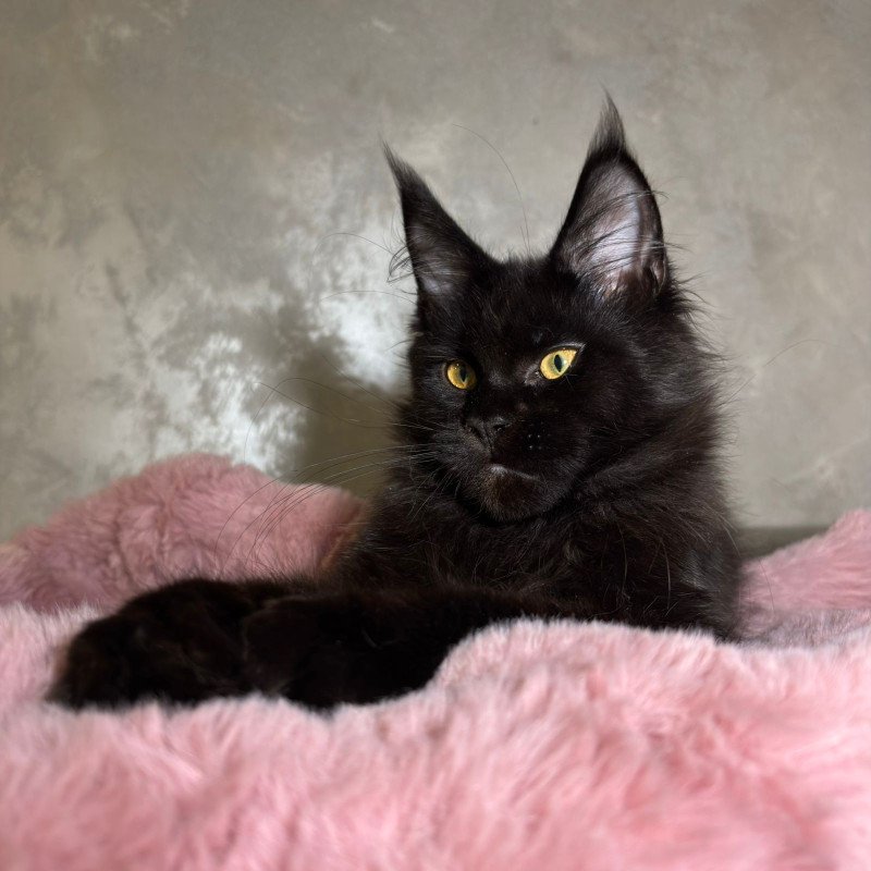 Maine Coon NOV Barsa