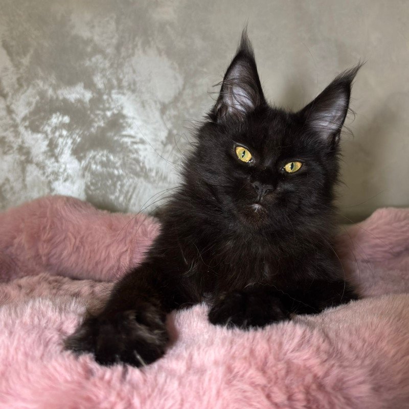 Maine Coon NOV Barsa