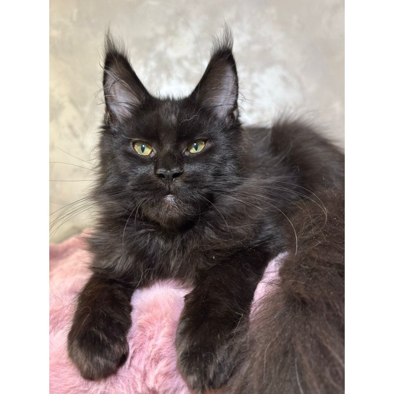 Maine Coon NOV Barsa