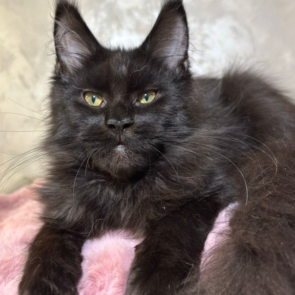 Maine Coon NOV Barsa