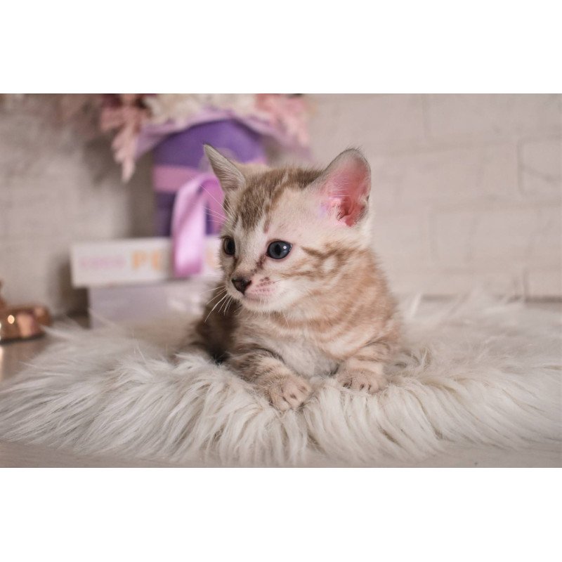 Bengal NOV Kisa