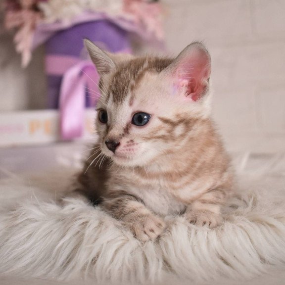 Bengal NOV Kisa
