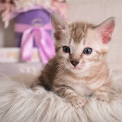 Bengal NOV Kisa