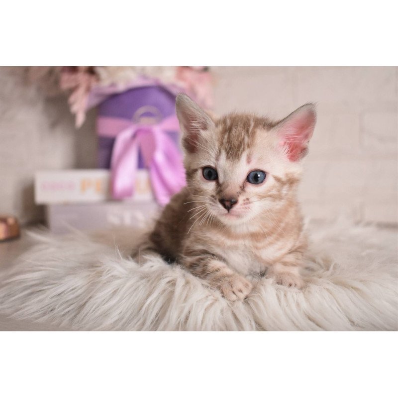 Bengal NOV Kisa