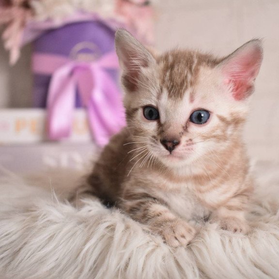 Bengal NOV Kisa