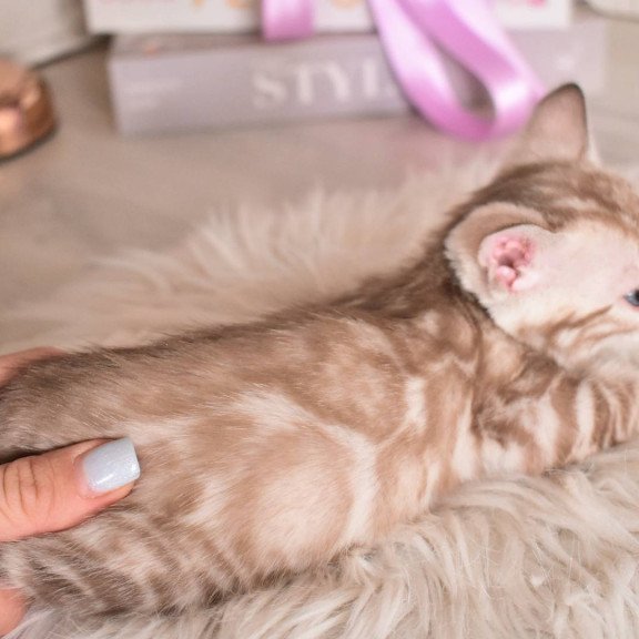 Bengal NOV Kisa
