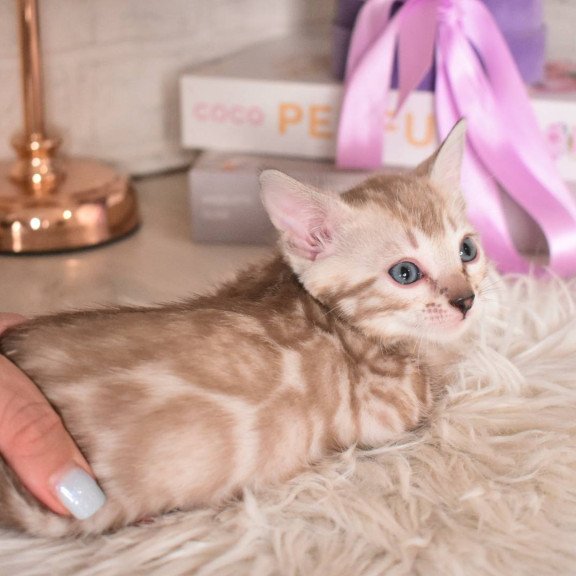 Bengal NOV Kisa