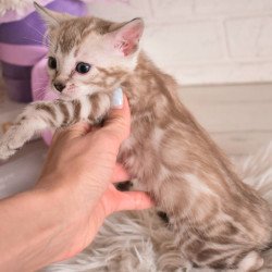 Bengal NOV Kisa