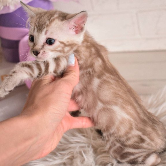 Bengal NOV Kisa