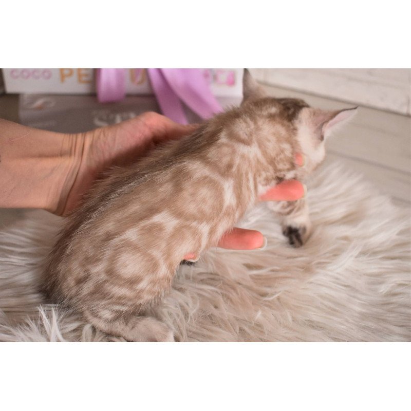 Bengal NOV Kisa