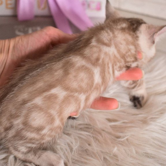Bengal NOV Kisa