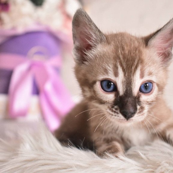 Bengal NOV Chuma