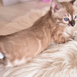 Bengal NOV Chuma